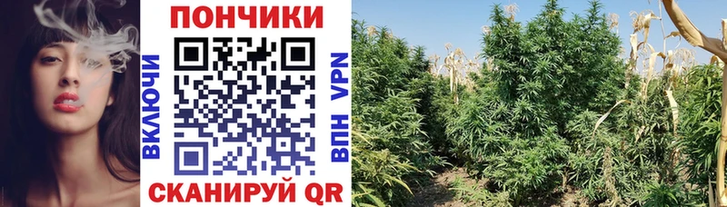 kraken онион  как найти закладки  Абакан  Конопля White Widow 